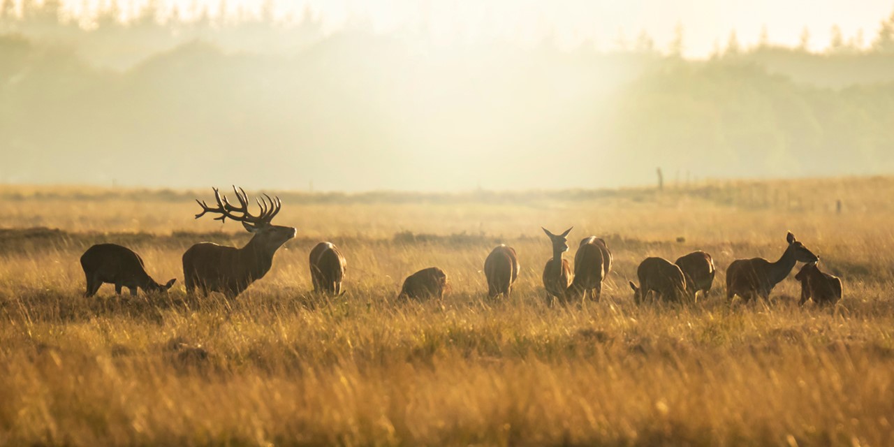 Wandelen Tussen Burlende Edelherten Herten Op De Heide