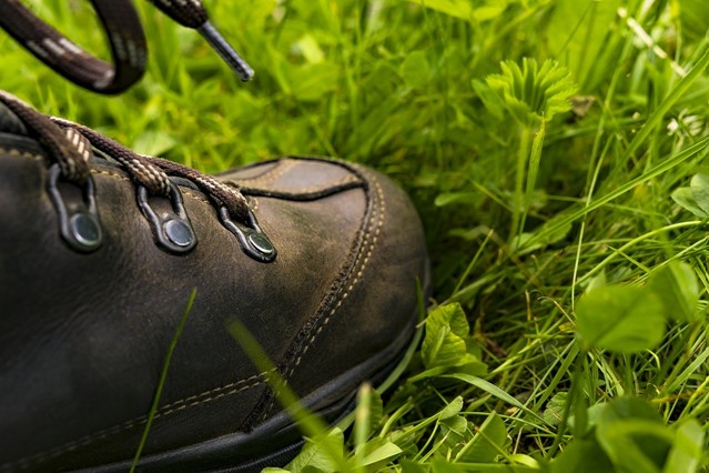 Wadelschoen in het gras