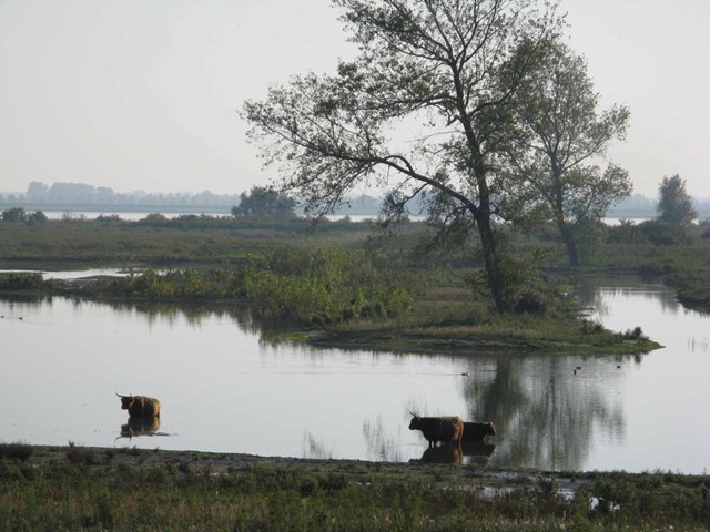 grote grazers hooglander