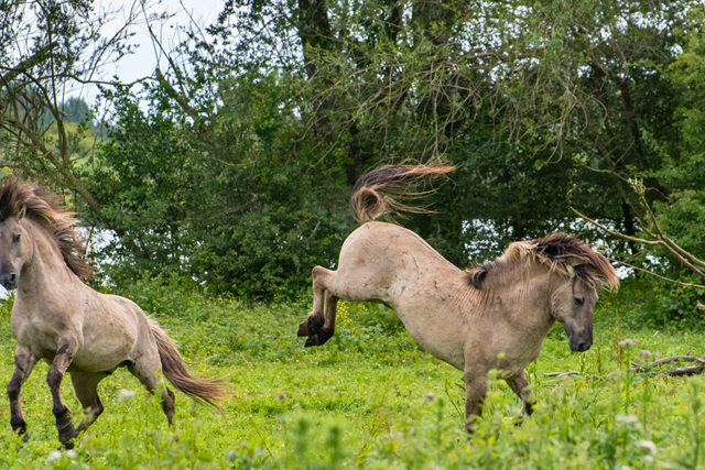 Wandelroute Zuid Kennemerland Konikroute Konikpaarden En Andere Grazers