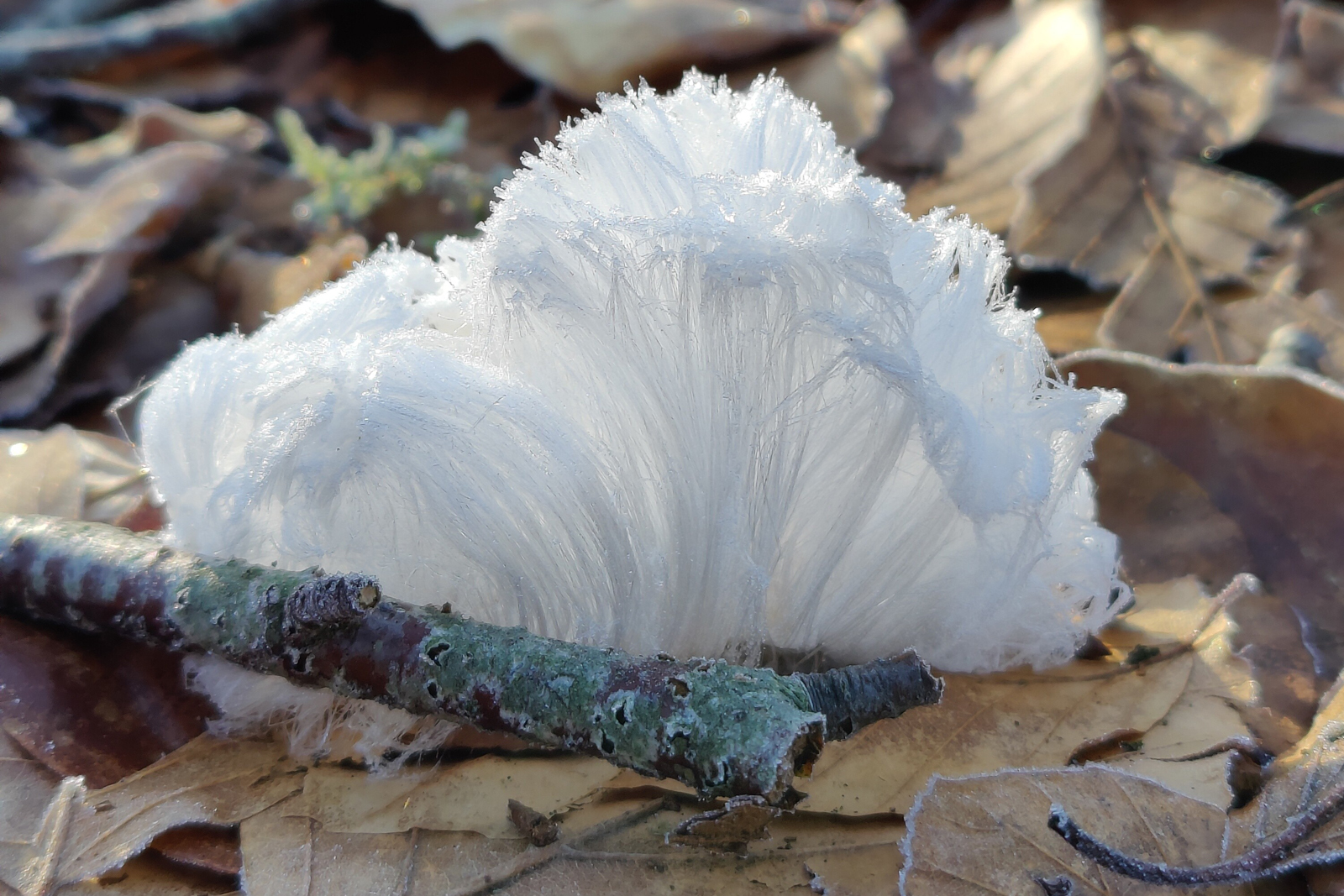 7x Bijzondere natuurverschijnselen in de winter; ijshaar