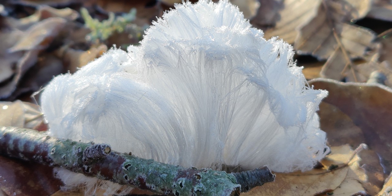 7x Bijzondere natuurverschijnselen in de winter; ijshaar