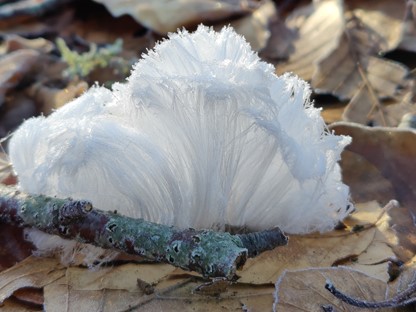 7x Bijzondere natuurverschijnselen in de winter; ijshaar