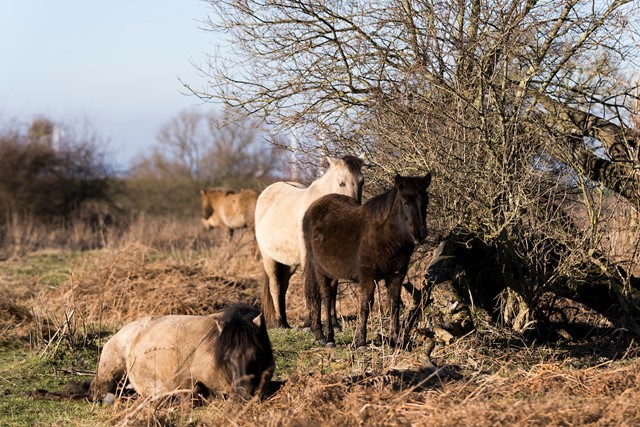 Wandelen tussen de konikpaarden