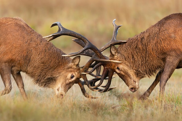 Edelherten in (dreigend) gevecht. (Foto: © Shutterstock)