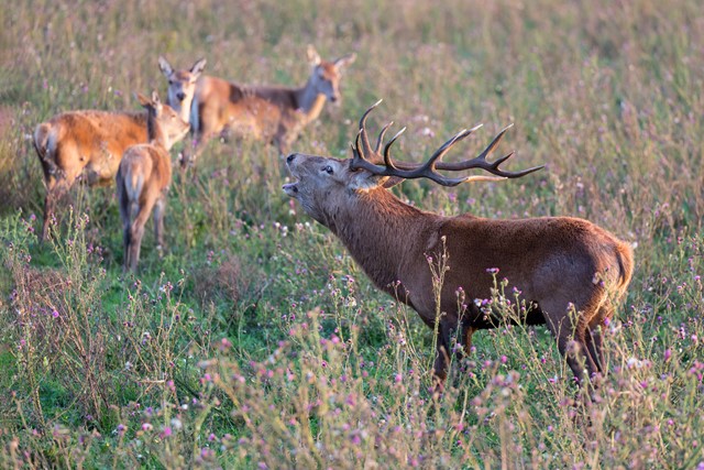 Wandelen Tussen Burlende Edelherten Zelf Op Zoek