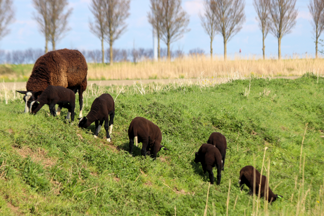 Wandelroute Kop Van Goeree Zeedorpenroute De Kleistee En Haar Schurvelingen