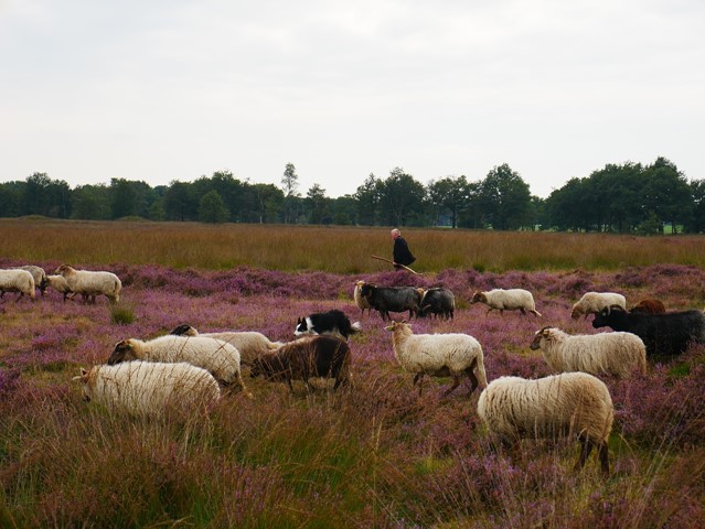 Heidevelden