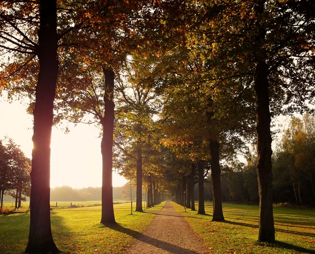 Beukenlaan | Landgoed Groenenveld 