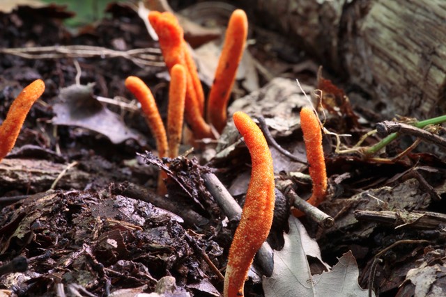 Cordyceps.
