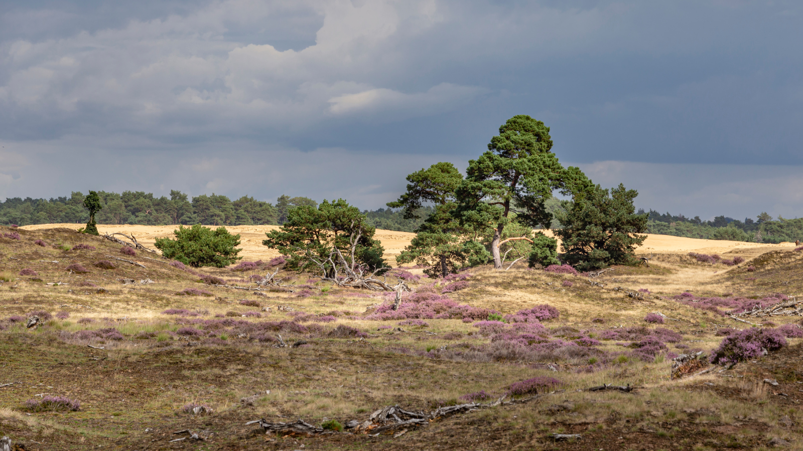 Wandelroute Nationaal Park De Hoge Veluwe Otterlo