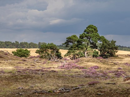 Wandelroute Nationaal Park De Hoge Veluwe Otterlo