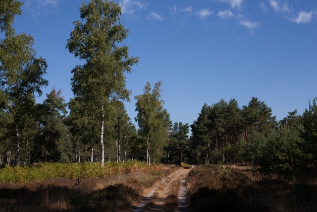 Leenderbos (afbeelding: Jeroen Kransen)
