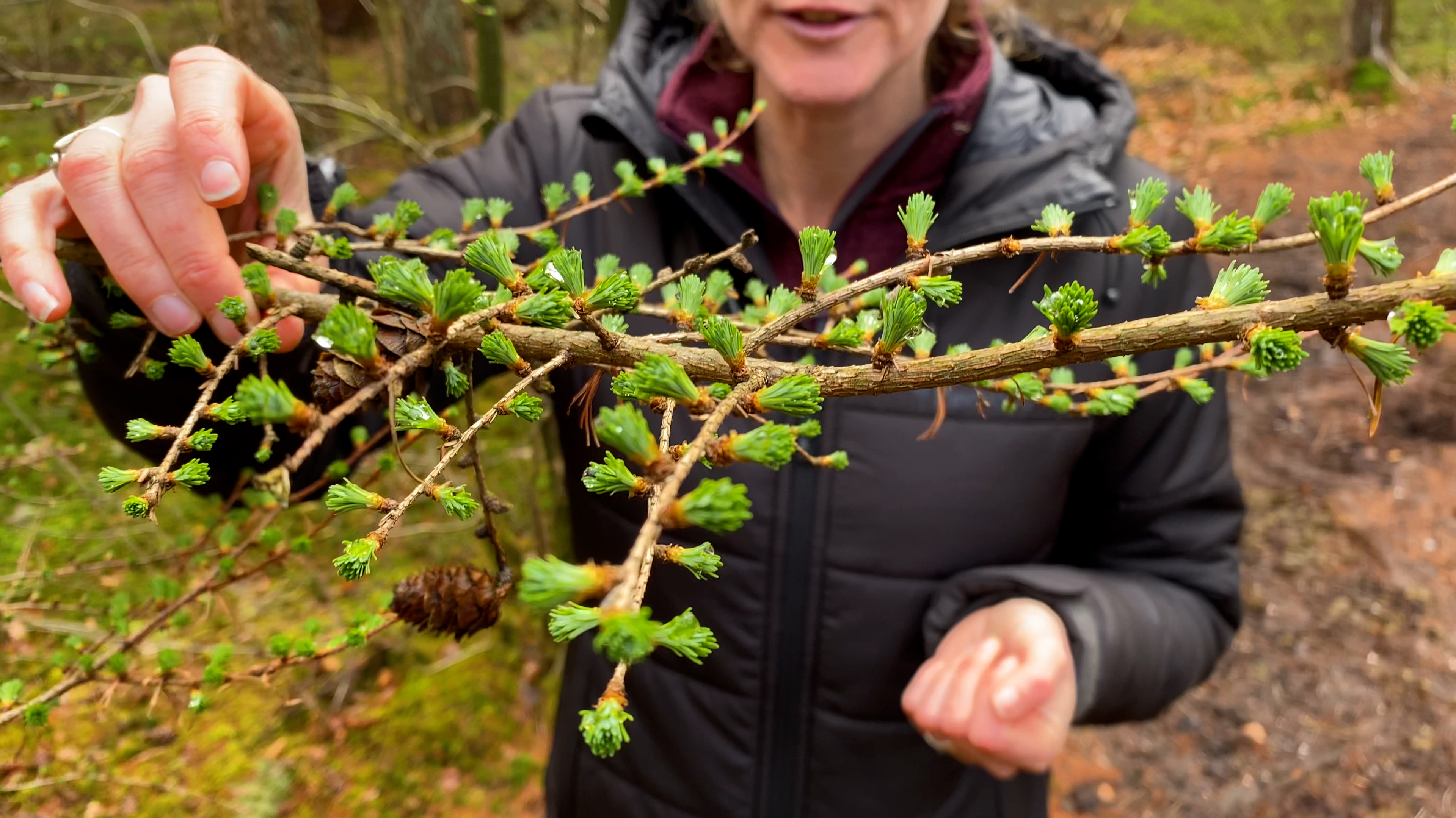 Hanne's Wandelwereld: lente in het bos