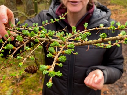Hanne's Wandelwereld: lente in het bos