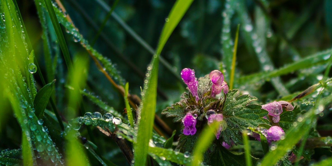 Hanne's Wandelwereld: planten