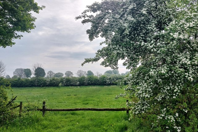 Proef de lente tijdens deze 8 gezellige wandelevenementen; Meidoornbloesemtocht Oeffelt.