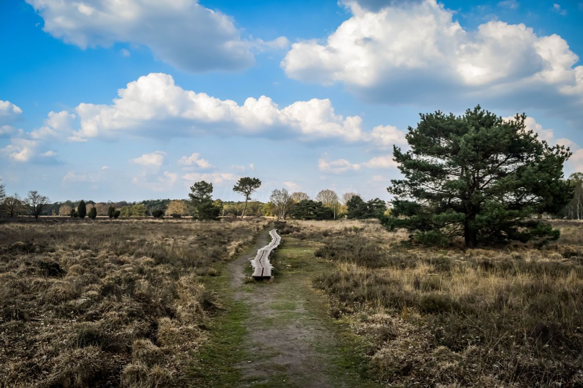 Wandelroutes In Twente 10 Tips Routetip 5 6 Uur Rutbeek Buurserzand Siberië