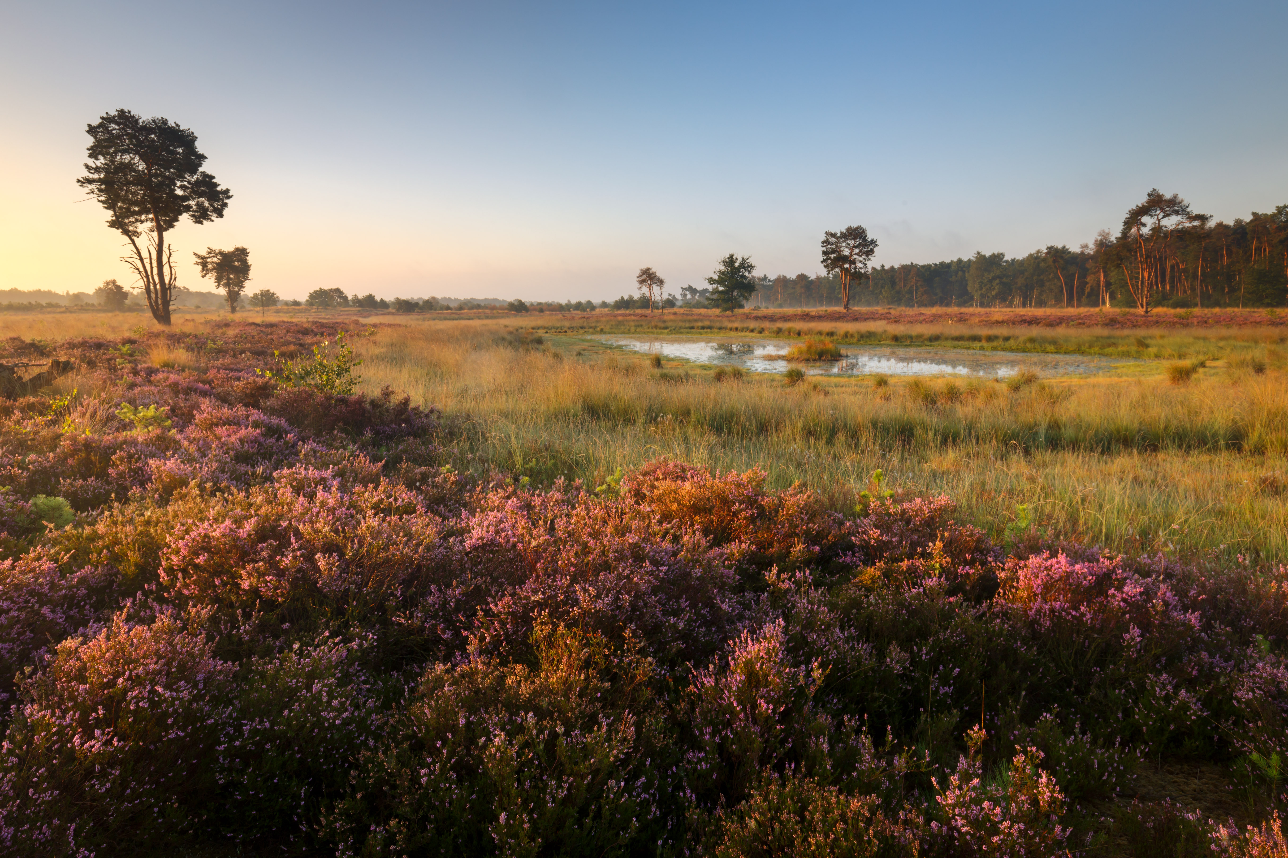 De Groote Heide
