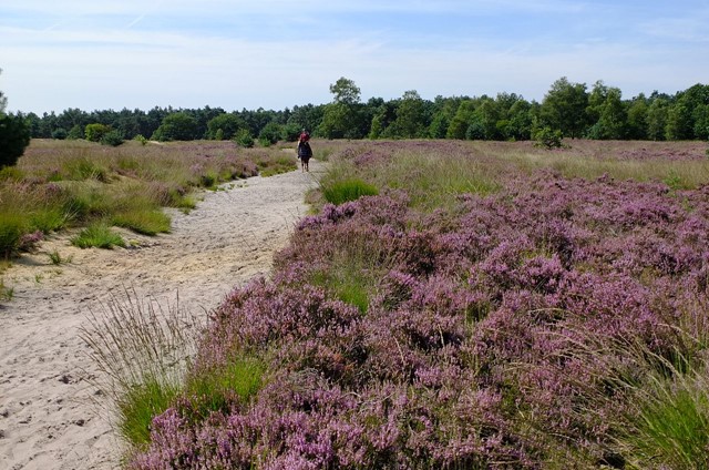Rucphense heide