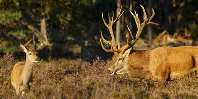 Nationaal Park De Hoge Veluwe