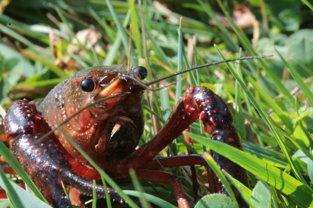 Amerikaanse rivierkreeft in het gras.