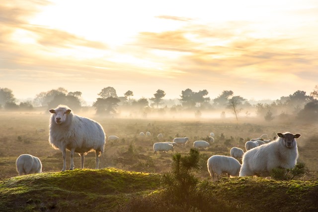 RCN Vakantiepark De Roggeberg Kale Duinen Schapen In De Mist