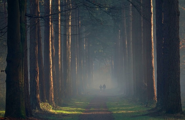 Bossen van Beetsterzwaag 