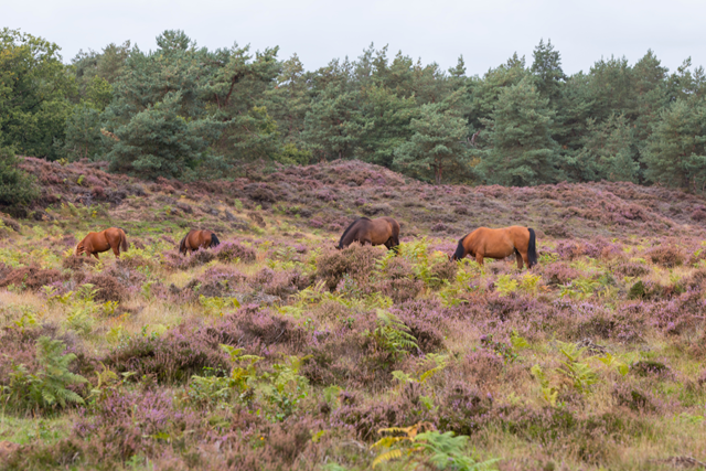 Wandelroute Veluwe Planken Wambuis Wilde Grazers Planken Wambuis