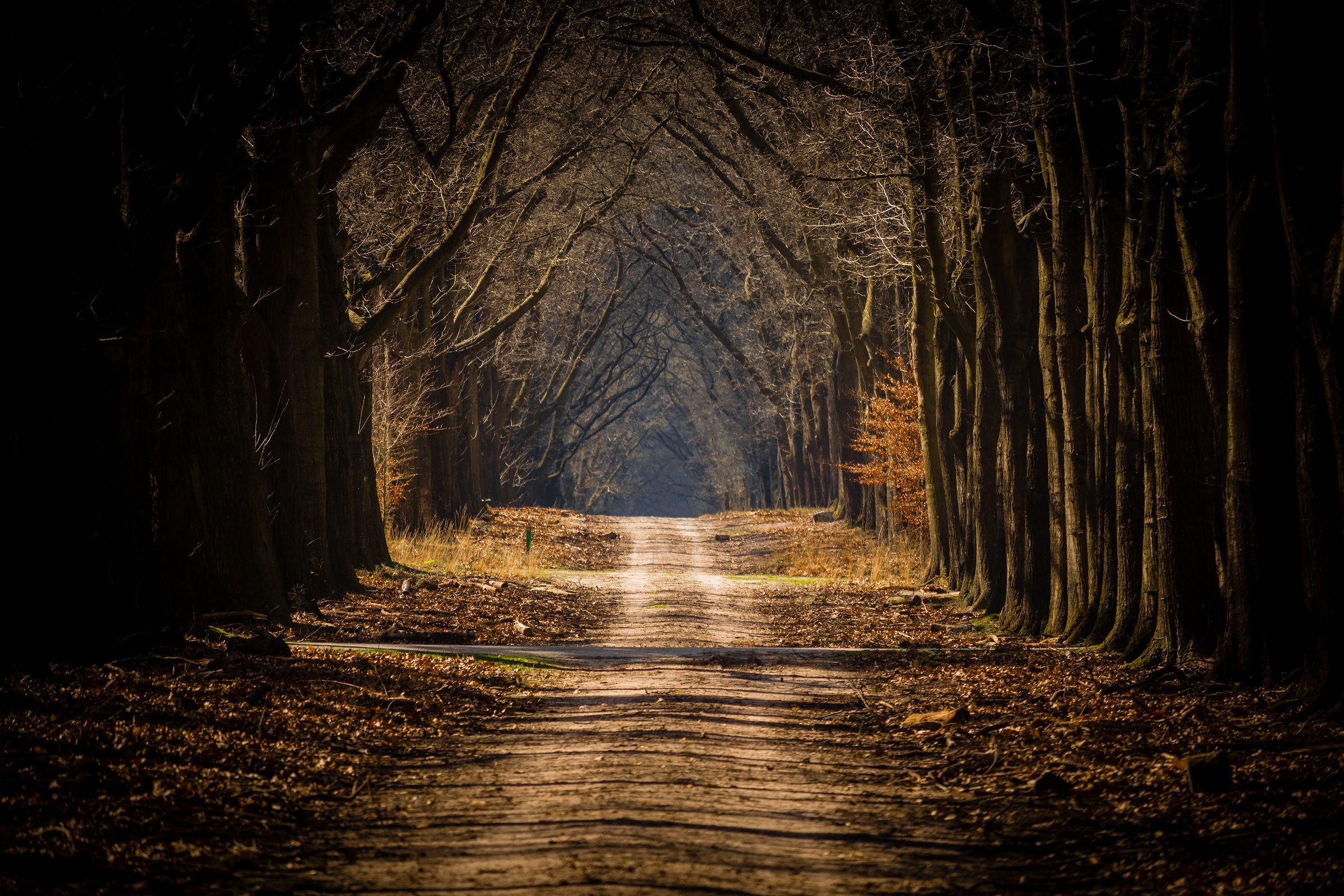 Header | /mooiste-boswandelingen-veluwe