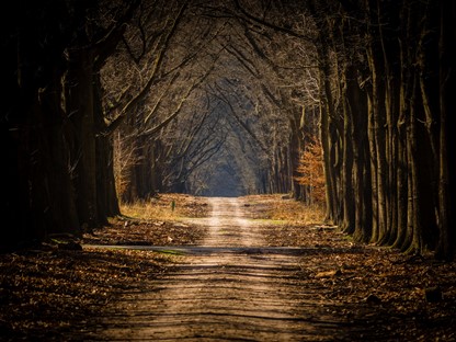Header | /mooiste-boswandelingen-veluwe