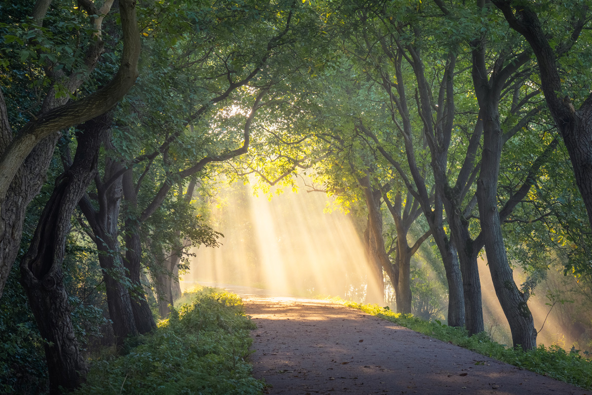 Zonneharpen op een wandelpad in Notendijk.