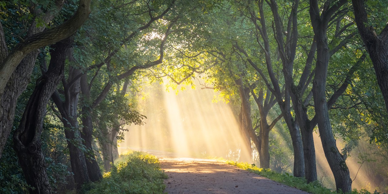 Zonneharpen op een wandelpad in Notendijk.