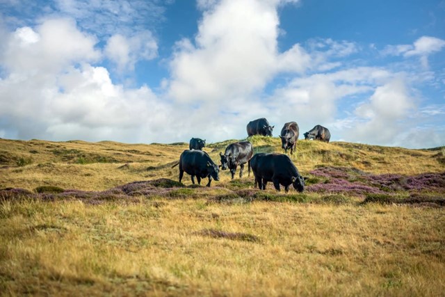 Wandelroute Texel Rondje Den Hoorn; Koeien Den Hoorn