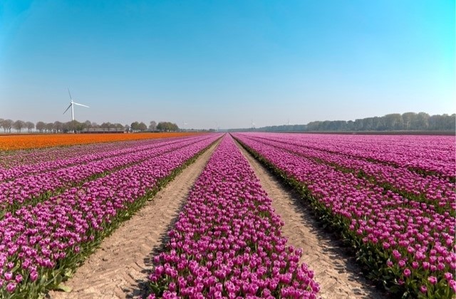 De Mooiste Wandelingen Langs Trekpontjes Of Veerponten Veerpont Over Het Noordhollandsch Kanaal