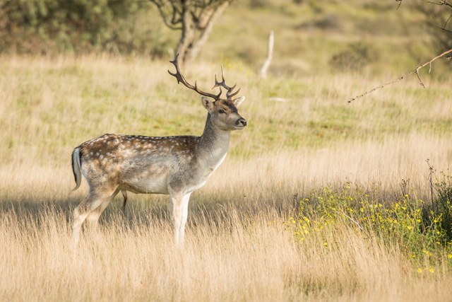 Dit Zijn De Mooiste Duinwandelingen Van Nederland Tip 9 Amsterdamse Waterleidingduinen