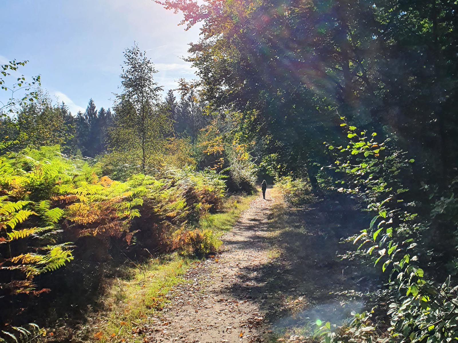 Wandelen in de ijstijd Amerongse Bos