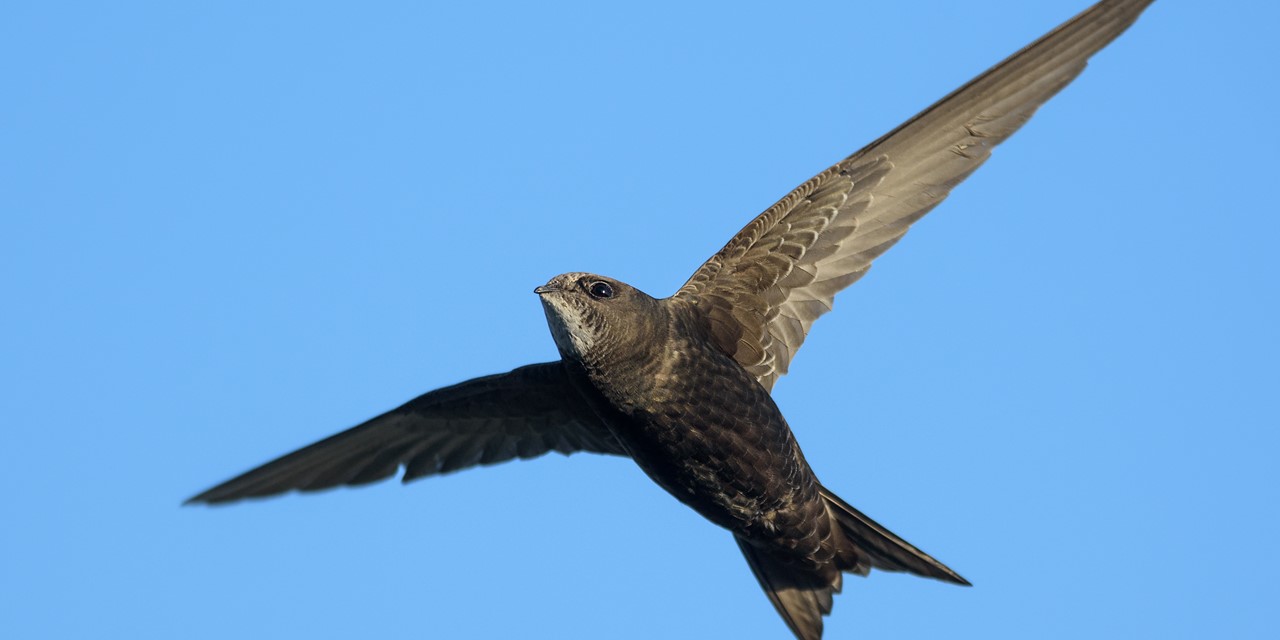 Hanne's Wandelwereld: gierzwaluwen