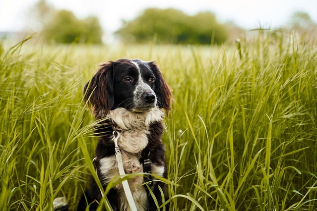 Hond in een graanveld