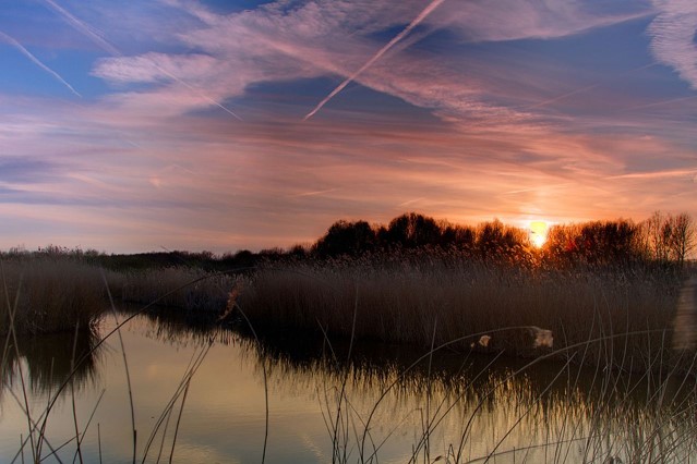 Bieslandse Bos 