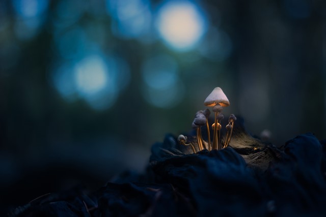 lichtende paddenstoelen in het donker.