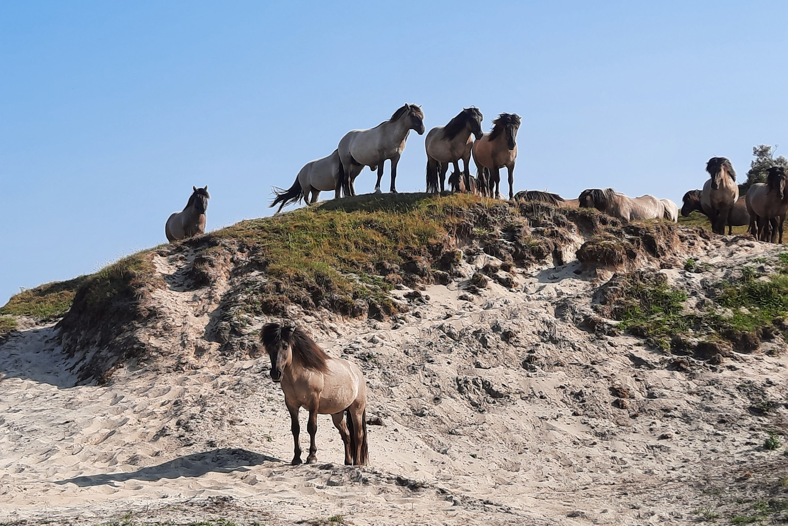 Konikpaarden op een duinpan.