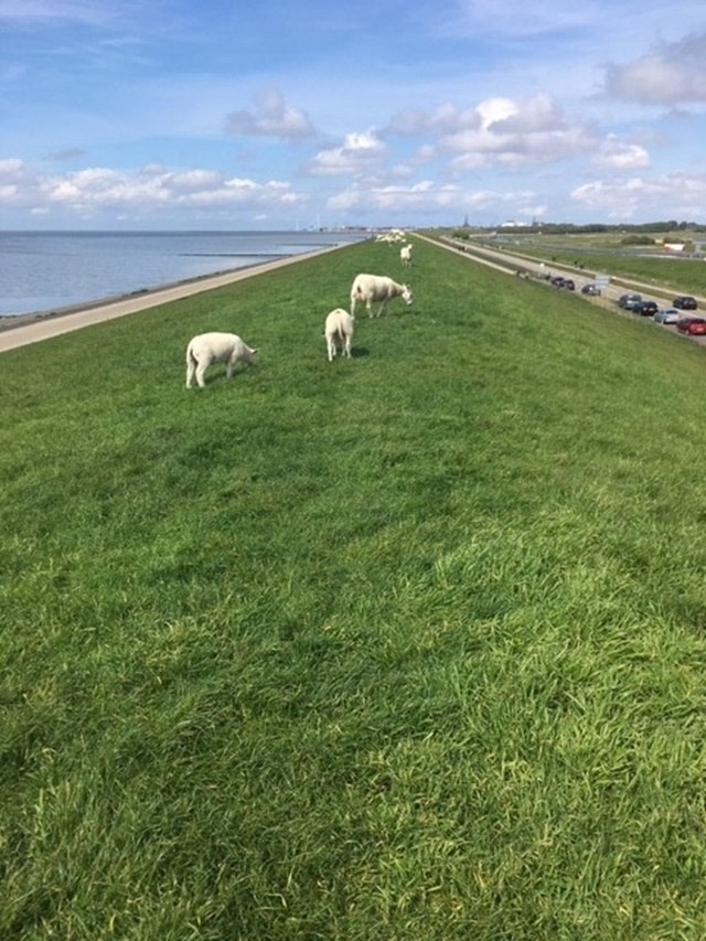 Afbeelding 1 | Blokkeerschapen Op De Route Tussen Bolsward En Harlingen