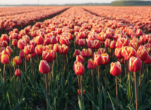 Keukenhof