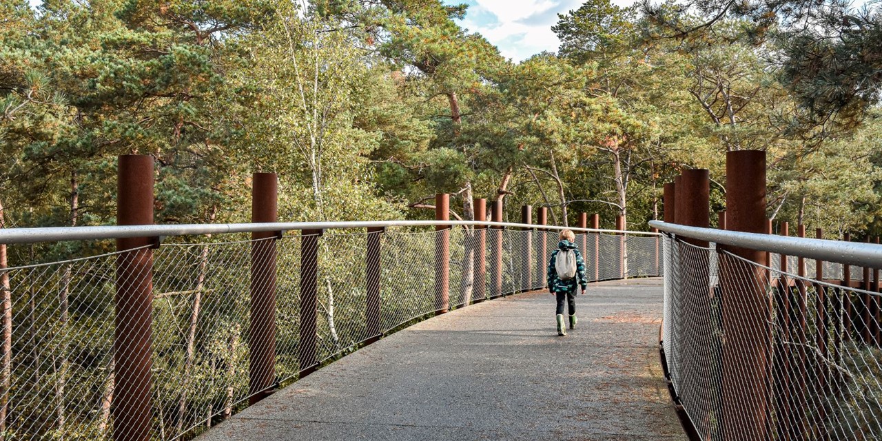 Fietsen door de bomen - Bosland