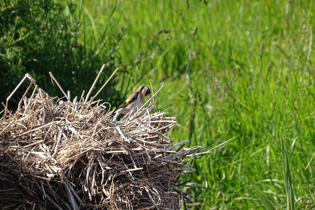 een putter in een nest.