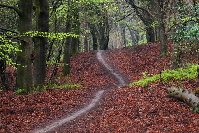 Wandelroute Veluwe Planken Wambuis Wilde Dieren