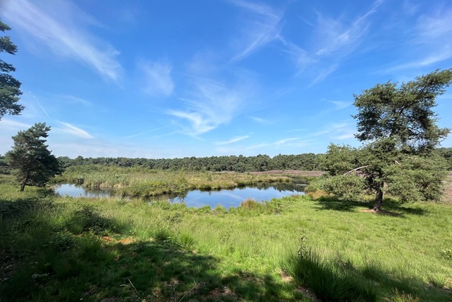 Het ven op de Strijbeekse Heide.