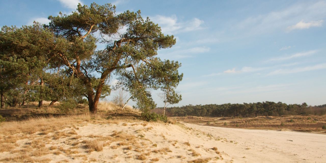 Loonse En Drunense Duinen