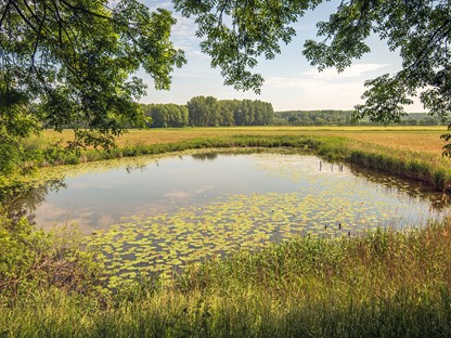 Het Biesboschpad